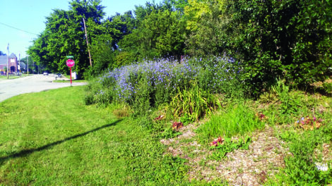 Our Campaign for Natural Landscaping Image